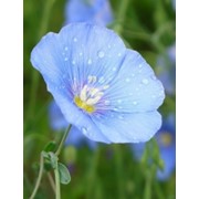 Лён обыкновенный ( семена )