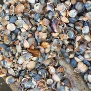 Морская ракушка для водоемов фото