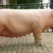 Свиньи породы Ландрас фотография