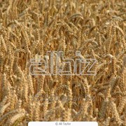 Пшеница закупка