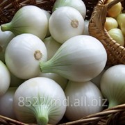 Белый лук фото