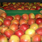 Яблоки свежие, сорт Голден, свежие фрукты, Украина, опт фото