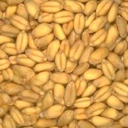 Пшеница, Пшеница оптом Украина, Пшеница Винница