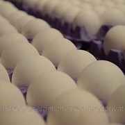 Яйцо куриное С-0 оптом. фотография