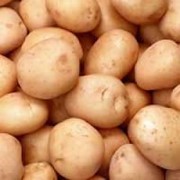 Картофель сорт Верди фото