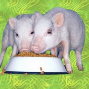 Аминокислотные кормовые добавки БМВД Гровер фото