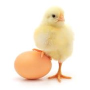 Яйца куриные фото