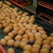 Яйца Куриные фото