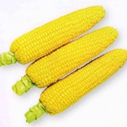 Семена кукурузы Яровец 243СВ фото