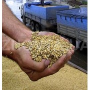 Экспорт зерновых культур фотография