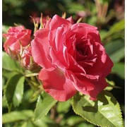 Розы бордюрные, Кристина фотография