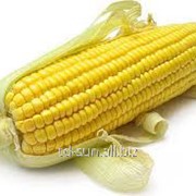 Семена кукурузы НК Люциус ФАО 340 Syngenta