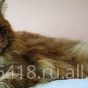 Котята Мейн-Кун фото