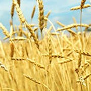 Пшеница фуражная фотография