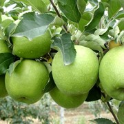 Яблоки сорта «Гренни Смит» фото