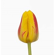 Срезанный цветок Тюльпан Striped Bellona фото