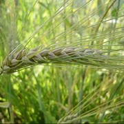 Пшеница твердая 3,4 класс оптом фото