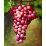 Виноград Тайфи розовый фото