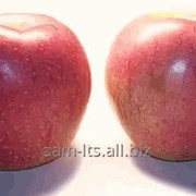 Яблоки сорта ФУДЖИ - обладает очень сладким, сортовым, богатым и гармоничным вкусом и великолепным ароматом