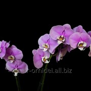 Орхидея фаленопсис Триумф