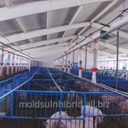 Поросята мясных пород в Молдове фотография