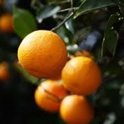 Апельсин (Марокко) фото