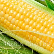 Семена кукурузы НС 101, сербской селекции