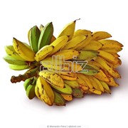 Бананы фотография