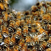 Пчелы фото