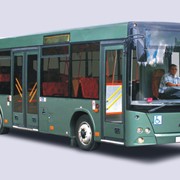 Пригородный автобус МАЗ-206 фотография