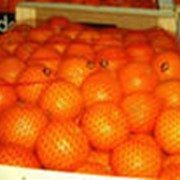 Услуги по организации экспорта фруктов фото