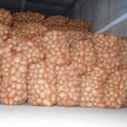 Репродукционный картофель из Чернигова фото