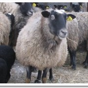 Овцы романовской породы фото