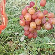 Черенки винограда средних сортов созревания, черенки винограда: Анюта, саженцы вынограда