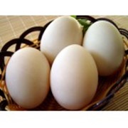Утиные яйца фото