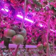 Подсветка и выращивание растений светодиодами и LED лампами, пр-во LEDOX™, Украина фото