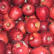 Яблоки сорт Джонагольд фотография