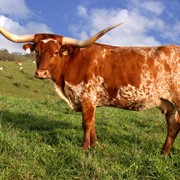 Комбикорма для крупного рогатого скота фотография
