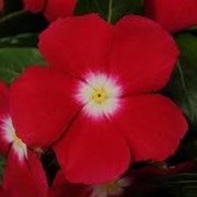 Семена для цветов Vinca F1 (Catharanthus roseus) Cherry