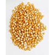 Семена гибрида кукурузы Молдавский-257СВ (ФАО 210)