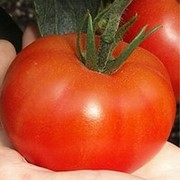 Семена томата (помидора) Полфаст F1 5 г.