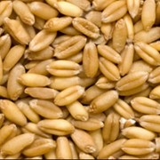 Пшеница, зерно. фото