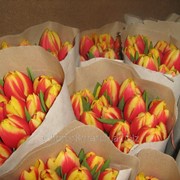 Тюльпаны к 8 марта