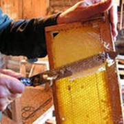 Отбор мёда из ульев для выкачки фото