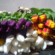 Тюльпаны от 220 фотография
