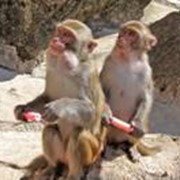 Экскурсия на остров обезьян фото