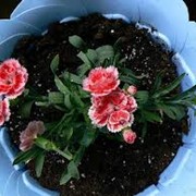 Черенки Гвоздика фото