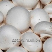 Семена грибов шампиньона фото