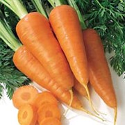 Морковь на экспорт фотография
