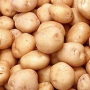 Хранение картофеля в Астане